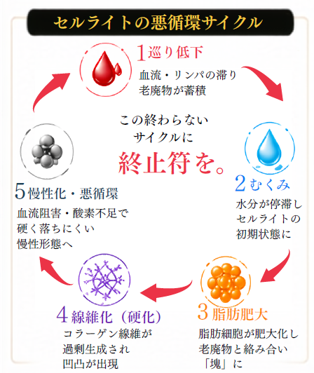 セルライトの悪循環サイクル